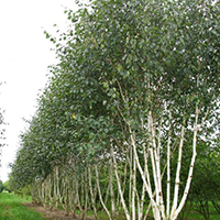 Береза Бумажная