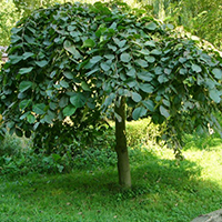 Вяз шершавый