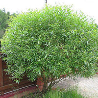 Ива Шаровидная