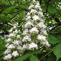 Каштан в цвету