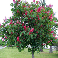 Каштан розовый