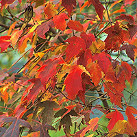 Клен Гиннала