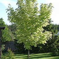 Клен Друмонди