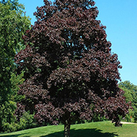 Клен Кримсон Центри