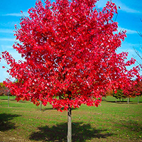 Клен Ред Сансет