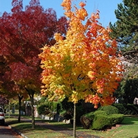 Клен Рубрум