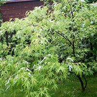 Клен Сахаристый