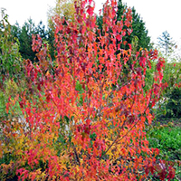 Клен Татарский