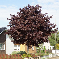 Клен Фассен Блек