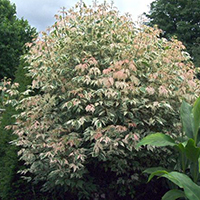 Клен Фламинго