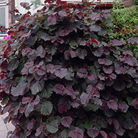 Лещина Пурпурная