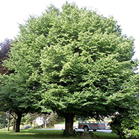 Липа Крупнолистная