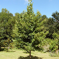 Липа Мелколистная