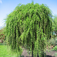 Лиственница Пендула