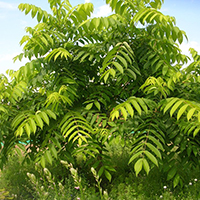 Маньчжурский орех лето