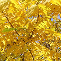 Маньчжурский орех осень