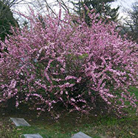 Миндаль кустовой