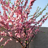 Миндаль на штамбе