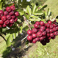 Рябина Гранатная