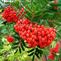 Рябина Дадон