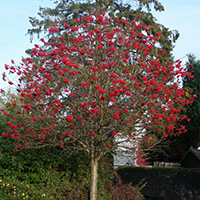 Рябина обыкновенная