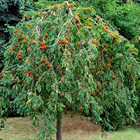 Рябина Плакучая