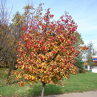 Рябина Промежуточная