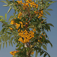 Рябина Фланрок желтая