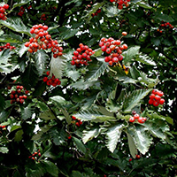 Рябина Шведская Промежуточная