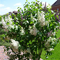 Сирень на штамбе