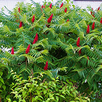 Сумах Оленерогий