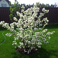 Яблоня декоративная Эверест