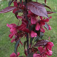 Яблоня Кроваво-красная