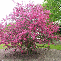 Яблоня Недзвецкого