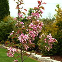 Яблоня Ола декоративная