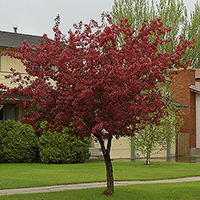 Яблоня Роялти