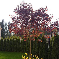 Клён Роял Ред