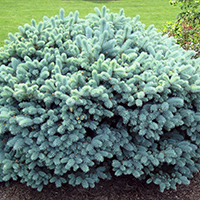 Ель Глаука Глобоза