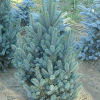 Ель Изели Фастигиата