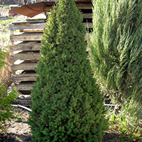 Ель Канадская Коника