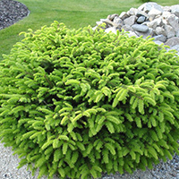 Ель Нидиформис