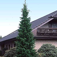 Ель Сербская