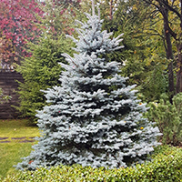 Ель Фат Альберт