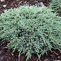 Можжевельник Блю Карпет