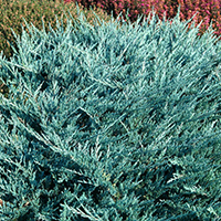 Можжевельник Блю Чип