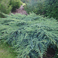 Можжевельник Блю Швед