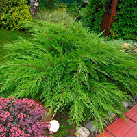 Можжевельник Минт Джулеп