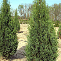 Можжевельник Скайрокет