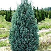 Можжевельник скальный Мунглоу