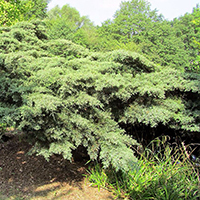 Можжевельник Хетц